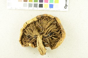 ( - O-F-245197)  @11 [ ] CreativeCommons - Attribution Non-Commercial Share-Alike (2017) Unspecified University of Oslo, Natural History Museum