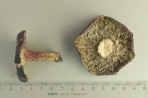  ( - O-F-247246)  @11 [ ] by-nc-sa (2022) Unspecified University of Oslo, Natural History Museum