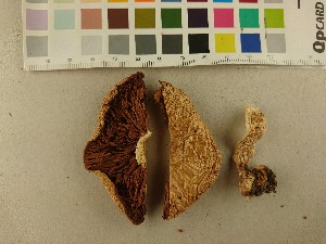  ( - O-F-248425)  @11 [ ] CreativeCommons - Attribution Non-Commercial Share-Alike (2019) Unspecified University of Oslo, Natural History Museum