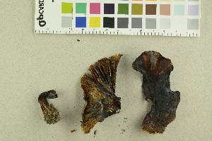  (Cortinarius coerulescentium - O-F-248908)  @11 [ ] CreativeCommons - Attribution Non-Commercial Share-Alike (2018) Unspecified University of Oslo, Natural History Museum