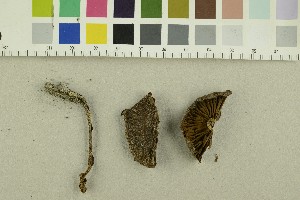 ( - O-F-249019)  @11 [ ] CreativeCommons - Attribution Non-Commercial Share-Alike (2018) Unspecified University of Oslo, Natural History Museum