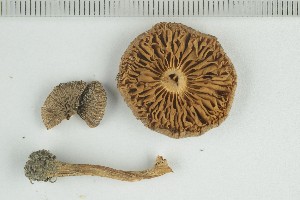  ( - O-F-249048)  @11 [ ] by-nc-sa (2021) Unspecified University of Oslo, Natural History Museum