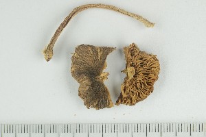  (Inocybe paludicola - O-F-249102)  @11 [ ] by-nc-sa (2021) Unspecified University of Oslo, Natural History Museum