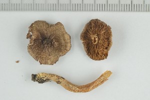  (Inocybe silvae-herbaceae - O-F-249141)  @11 [ ] by-nc-sa (2021) Unspecified University of Oslo, Natural History Museum