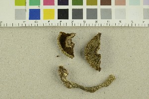  ( - O-F-249232)  @11 [ ] CreativeCommons - Attribution Non-Commercial Share-Alike (2018) Unspecified University of Oslo, Natural History Museum