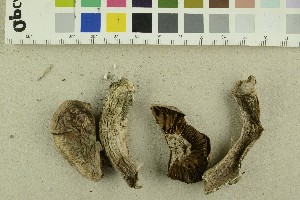  ( - O-F-249497)  @11 [ ] CreativeCommons - Attribution Non-Commercial Share-Alike (2018) Unspecified University of Oslo, Natural History Museum