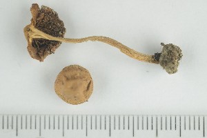  ( - O-F-249794)  @11 [ ] by-nc-sa (2021) Unspecified University of Oslo, Natural History Museum