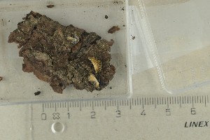  ( - O-F-249926)  @11 [ ] by-nc-sa (2021) Unspecified University of Oslo, Natural History Museum