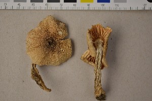  (Cuphophyllus fornicatus - O-F-251634)  @11 [ ] CreativeCommons - Attribution Non-Commercial Share-Alike (2016) Unspecified University of Oslo, Natural History Museum