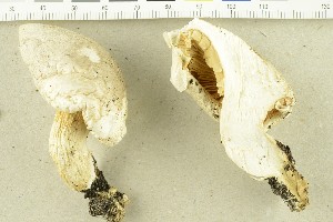  (Pleurotus dryinus - O-F-251932)  @11 [ ] CreativeCommons - Attribution Non-Commercial Share-Alike (2017) Unspecified University of Oslo, Natural History Museum