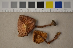  ( - O-F-252890)  @11 [ ] CreativeCommons - Attribution Non-Commercial Share-Alike (2016) Unspecified University of Oslo, Natural History Museum