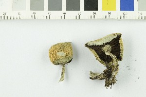  (Stropharia sp - O-F-252964)  @11 [ ] CreativeCommons - Attribution Non-Commercial Share-Alike (2017) Unspecified University of Oslo, Natural History Museum