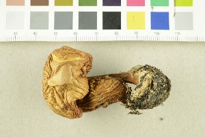  (Gymnopilus odini - O-F-252997)  @11 [ ] CreativeCommons - Attribution Non-Commercial Share-Alike (2017) Unspecified University of Oslo, Natural History Museum