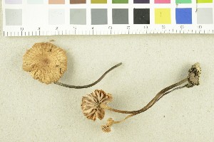  (Marasmius torquescens - O-F-253004)  @11 [ ] CreativeCommons - Attribution Non-Commercial Share-Alike (2017) Unspecified University of Oslo, Natural History Museum