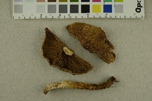 (Cortinarius sp. BD32 - O-F-253823)  @11 [ ] CreativeCommons - Attribution Non-Commercial Share-Alike (2017) Unspecified University of Oslo, Natural History Museum