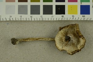  ( - O-F-253841)  @11 [ ] CreativeCommons - Attribution Non-Commercial Share-Alike (2017) Unspecified University of Oslo, Natural History Museum