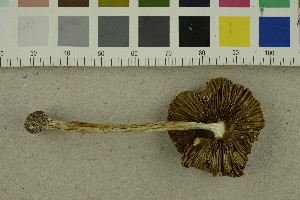  ( - O-F-253841)  @11 [ ] CreativeCommons - Attribution Non-Commercial Share-Alike (2017) Unspecified University of Oslo, Natural History Museum