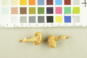  ( - O-F-253916)  @11 [ ] CreativeCommons - Attribution Non-Commercial Share-Alike (2017) Unspecified University of Oslo, Natural History Museum