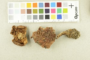  ( - O-F-253935)  @11 [ ] CreativeCommons - Attribution Non-Commercial Share-Alike (2017) Unspecified University of Oslo, Natural History Museum