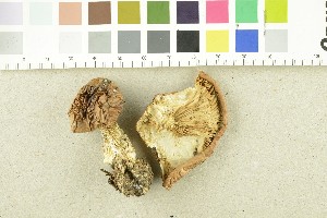  ( - O-F-253981)  @11 [ ] CreativeCommons - Attribution Non-Commercial Share-Alike (2017) Unspecified University of Oslo, Natural History Museum