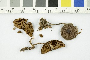  ( - O-F-253996)  @11 [ ] CreativeCommons - Attribution Non-Commercial Share-Alike (2017) Unspecified University of Oslo, Natural History Museum