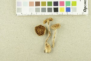  ( - O-F-254046)  @11 [ ] CreativeCommons - Attribution Non-Commercial Share-Alike (2017) Unspecified University of Oslo, Natural History Museum