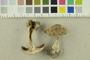  ( - O-F-254470)  @11 [ ] CreativeCommons - Attribution Non-Commercial Share-Alike (2018) Unspecified University of Oslo, Natural History Museum