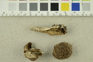  ( - O-F-254474)  @11 [ ] CreativeCommons - Attribution Non-Commercial Share-Alike (2018) Unspecified University of Oslo, Natural History Museum