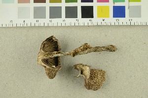  ( - O-F-254478)  @11 [ ] CreativeCommons - Attribution Non-Commercial Share-Alike (2018) Unspecified University of Oslo, Natural History Museum