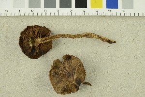  ( - O-F-254485)  @11 [ ] CreativeCommons - Attribution Non-Commercial Share-Alike (2018) Unspecified University of Oslo, Natural History Museum