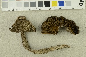  (Cortinarius clarobrunneus - O-F-254486)  @11 [ ] CreativeCommons - Attribution Non-Commercial Share-Alike (2018) Unspecified University of Oslo, Natural History Museum