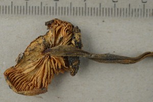  ( - O-F-255036)  @11 [ ] by-nc-sa (2021) Unspecified University of Oslo, Natural History Museum