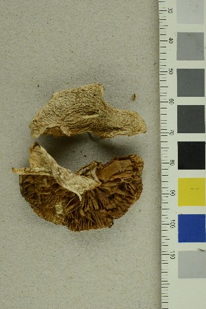  (Cortinarius lebretonii - O-F-255630)  @11 [ ] CreativeCommons - Attribution Non-Commercial Share-Alike (2019) Unspecified University of Oslo, Natural History Museum