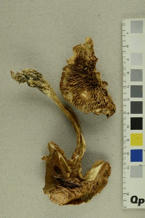  ( - O-F-255633)  @11 [ ] CreativeCommons - Attribution Non-Commercial Share-Alike (2019) Unspecified University of Oslo, Natural History Museum