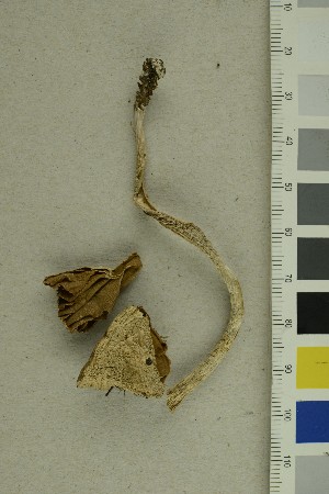  ( - O-F-255642)  @11 [ ] CreativeCommons - Attribution Non-Commercial Share-Alike (2019) Unspecified University of Oslo, Natural History Museum