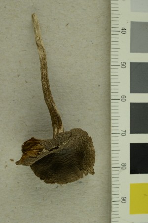  ( - O-F-255649)  @11 [ ] CreativeCommons - Attribution Non-Commercial Share-Alike (2019) Unspecified University of Oslo, Natural History Museum
