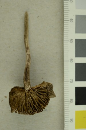  ( - O-F-255649)  @11 [ ] CreativeCommons - Attribution Non-Commercial Share-Alike (2019) Unspecified University of Oslo, Natural History Museum