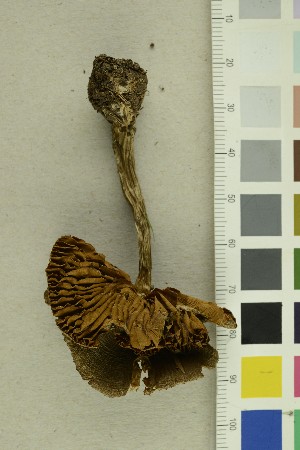  (Cortinarius valgus - O-F-255650)  @11 [ ] CreativeCommons - Attribution Non-Commercial Share-Alike (2019) Unspecified University of Oslo, Natural History Museum