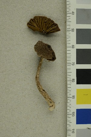  (Cortinarius campester - O-F-255667)  @11 [ ] CreativeCommons - Attribution Non-Commercial Share-Alike (2019) Unspecified University of Oslo, Natural History Museum