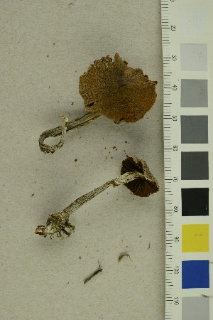  ( - O-F-255670)  @11 [ ] CreativeCommons - Attribution Non-Commercial Share-Alike (2019) Unspecified University of Oslo, Natural History Museum