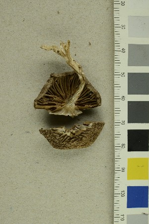 (Cortinarius anomalellus - O-F-255675)  @11 [ ] CreativeCommons - Attribution Non-Commercial Share-Alike (2019) Unspecified University of Oslo, Natural History Museum