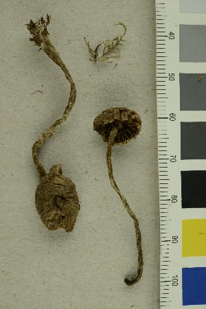  ( - O-F-255686)  @11 [ ] CreativeCommons - Attribution Non-Commercial Share-Alike (2019) Unspecified University of Oslo, Natural History Museum