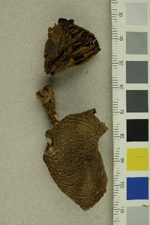  ( - O-F-255691)  @11 [ ] CreativeCommons - Attribution Non-Commercial Share-Alike (2019) Unspecified University of Oslo, Natural History Museum