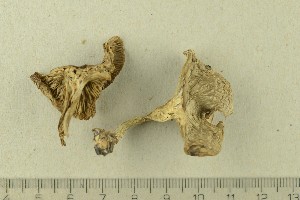  ( - O-F-256670)  @11 [ ] CreativeCommons - Attribution Non-Commercial Share-Alike (2019) Unspecified University of Oslo, Natural History Museum