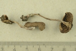  ( - O-F-256701)  @11 [ ] CreativeCommons - Attribution Non-Commercial Share-Alike (2019) Unspecified University of Oslo, Natural History Museum