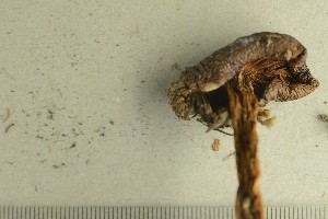  ( - O-F-257945)  @11 [ ] by-nc-sa (2021) Unspecified University of Oslo, Natural History Museum
