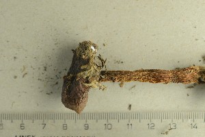  ( - O-F-257945)  @11 [ ] by-nc-sa (2021) Unspecified University of Oslo, Natural History Museum