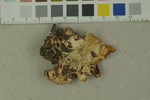  ( - O-F-258323)  @11 [ ] by-nc-sa (2023) Unspecified University of Oslo, Natural History Museum