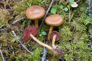  (Cortinarius semisanguineus - O-F-258586)  @11 [ ] by-nc-sa (2021) Unspecified University of Oslo, Natural History Museum