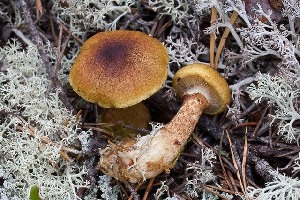  (Cortinarius phrygianus - O-F-258592)  @11 [ ] by-nc-sa (2021) Unspecified University of Oslo, Natural History Museum